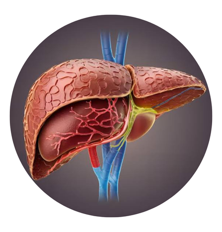 Hepatic Tumor Resection